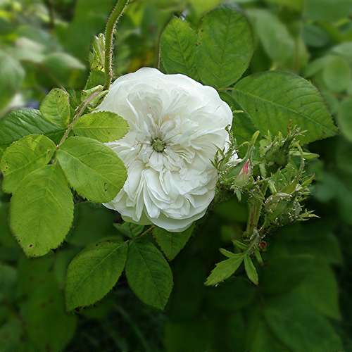 Rosa Mme Hardy - Future Forests