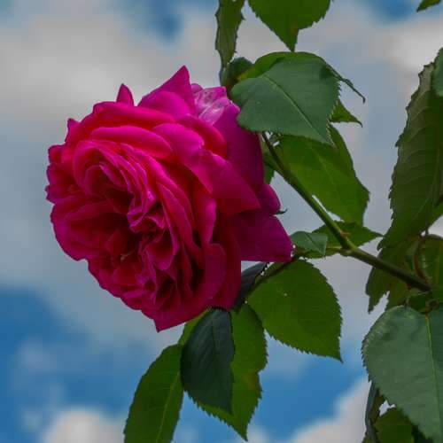 Rosa Mme Isaac Pereire - Future Forests