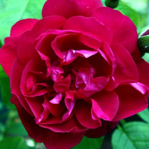 Rosa Mrs Anthony Waterer - Future Forests