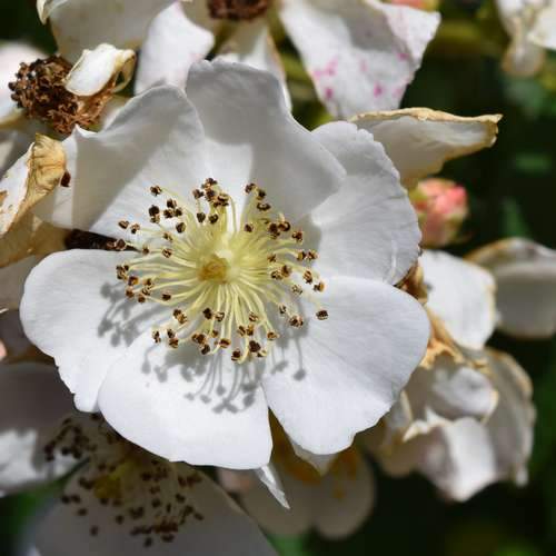 Rosa multiflora - Wild Rose