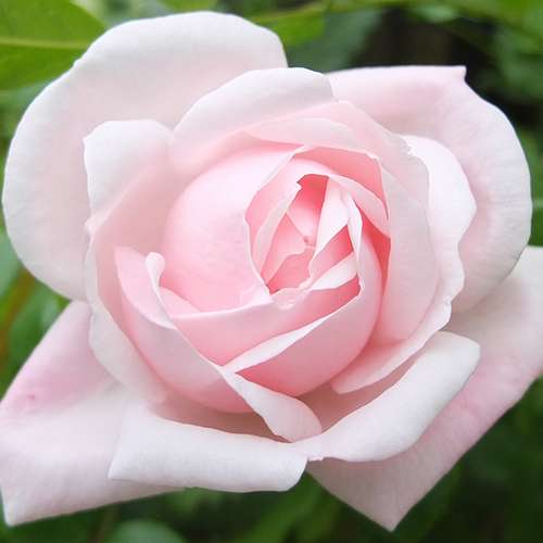 Rosa New Dawn - Future Forests