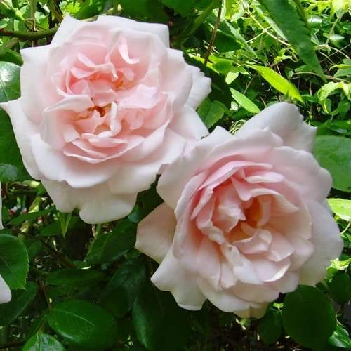 Rosa New Dawn - Future Forests