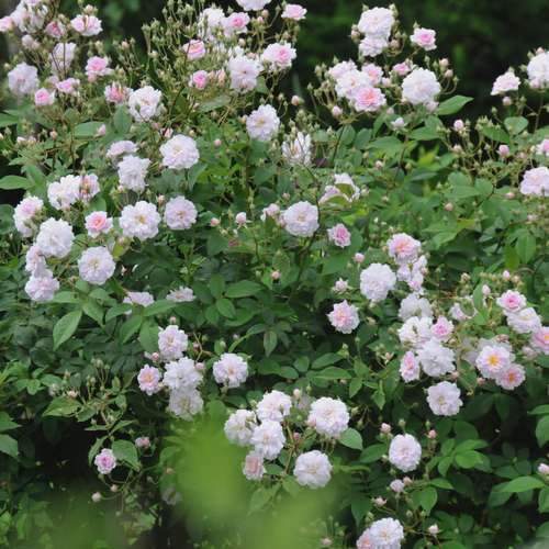 Rosa Paul's Himalayan Musk - Future Forests