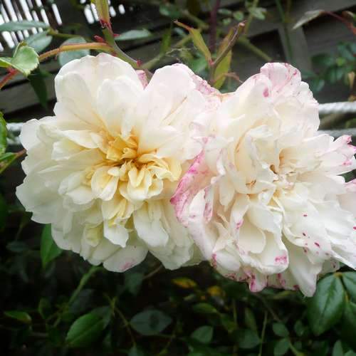 Rosa Paul's Himalayan Musk - Future Forests