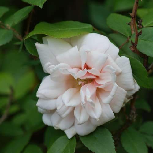 Rosa Perle d Or - Future Forests