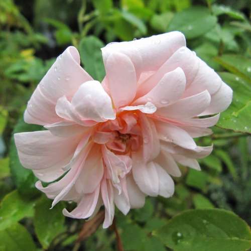 Rosa Perle d Or - Future Forests