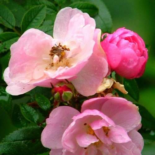 Rosa Pheasant - Future Forests