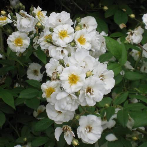 Rosa Rambling Rector - Future Forests