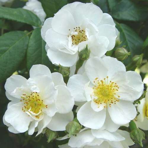 Rosa Rambling Rector - Future Forests