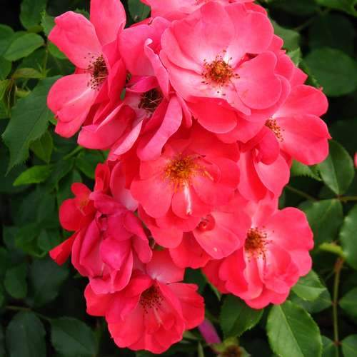 Rosa Red Blanket - Future Forests