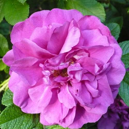 Rosa Rosarie de L Hay - Future Forests