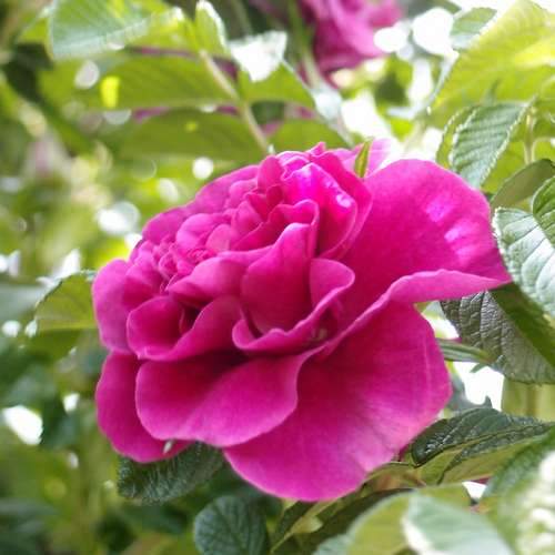 Rosa Rosarie de L Hay - Future Forests