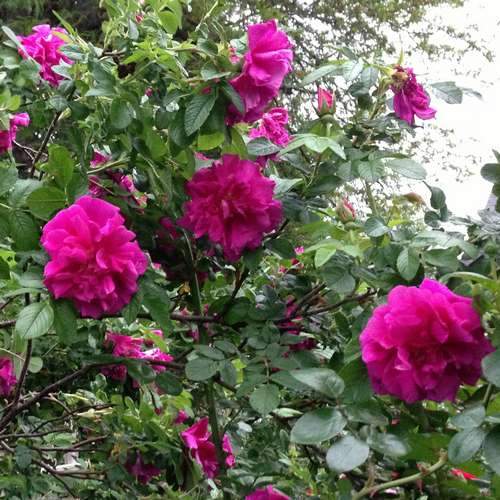 Rosa Rosarie de L Hay - Future Forests