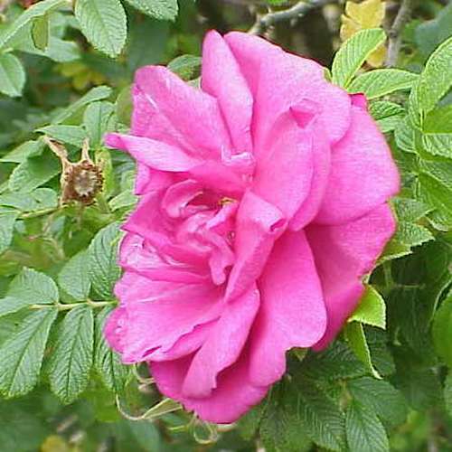 Rosa Rosarie de L Hay - Future Forests