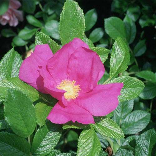 Rosa Scabrosa - Future Forests