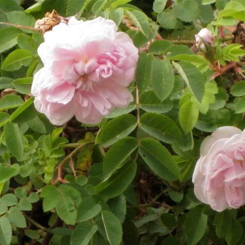 Rosa Stanwell Perpetual - Future Forests