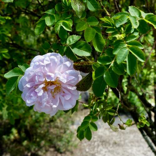 Rosa Stanwell Perpetual - Future Forests