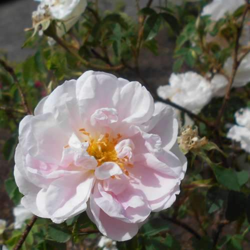 Rosa Stanwell Perpetual - Future Forests