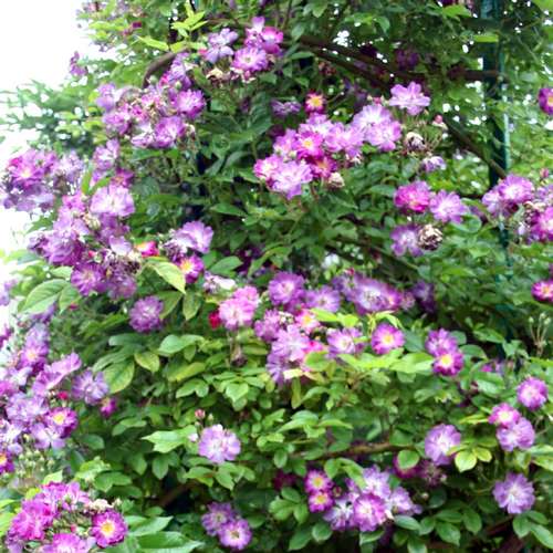 Rosa Veilchenblau - Future Forests