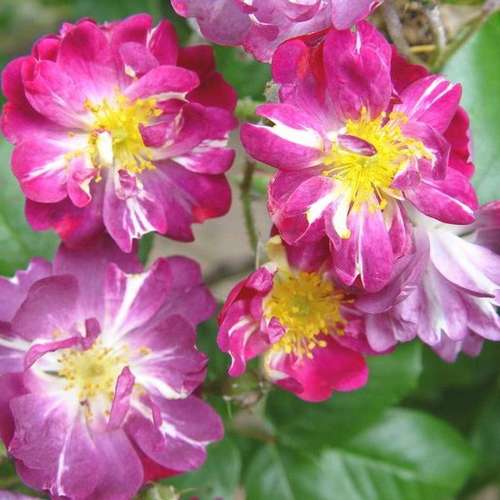 Rosa Veilchenblau - Future Forests