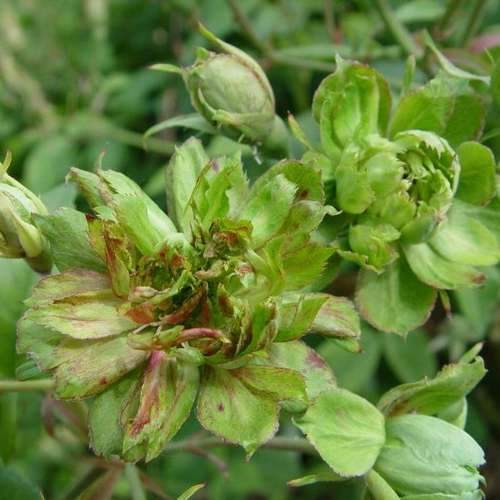 Rosa Viridiflora - Future Forests