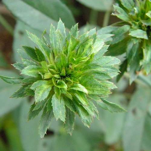 Rosa Viridiflora - Future Forests