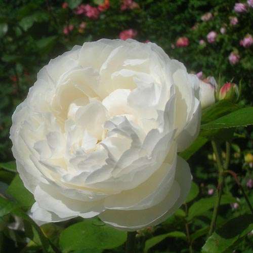 Rosa Winchester Cathedral - Future Forests