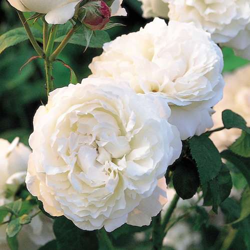 Rosa Winchester Cathedral - Future Forests
