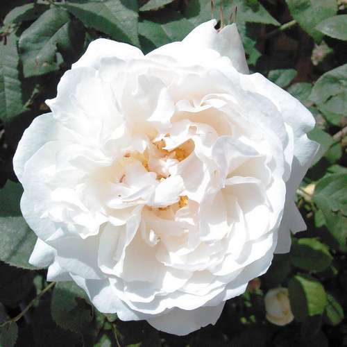 Rosa Winchester Cathedral - Future Forests