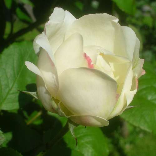 Rosa Winchester Cathedral - Future Forests