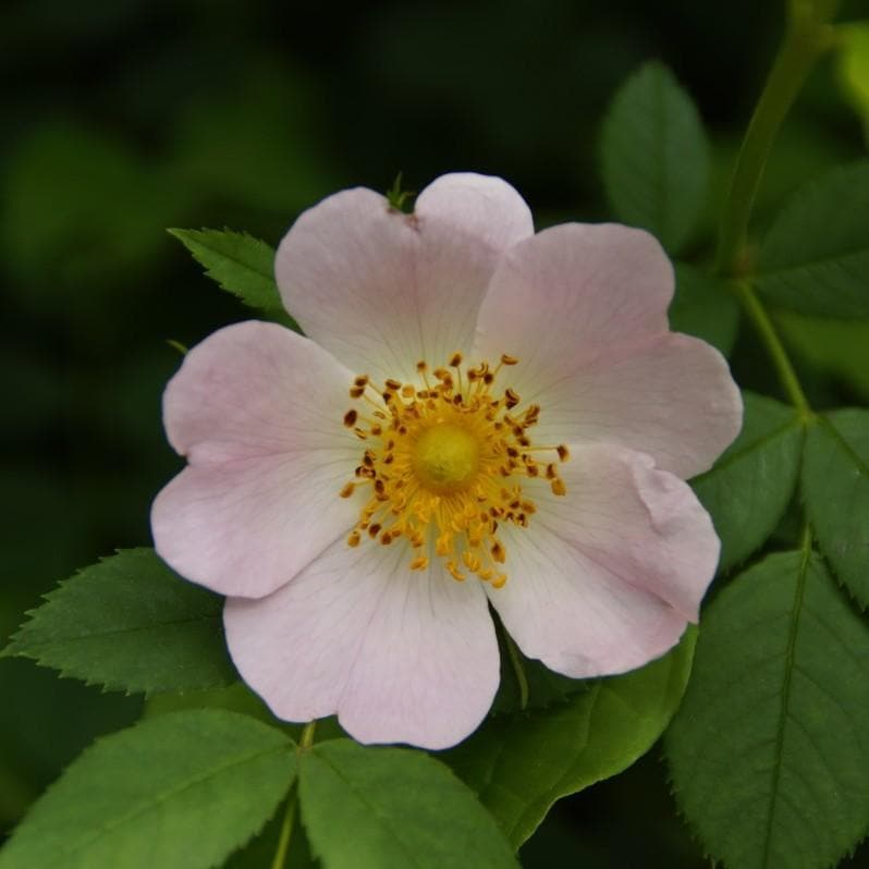 Rosa canina - Future Forests
