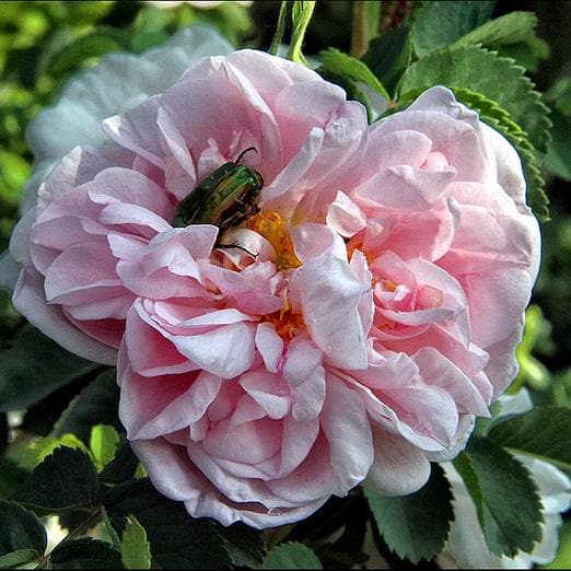 Rosa Centifolia - Future Forests