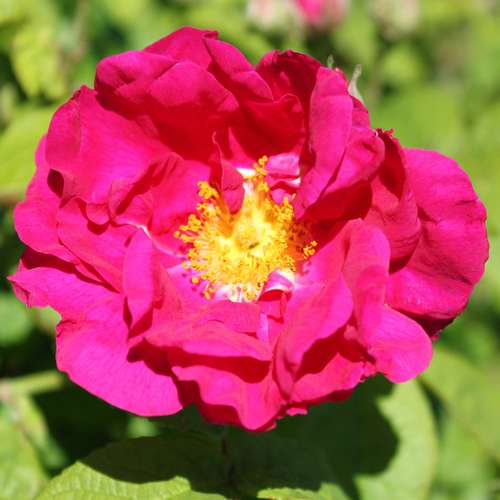 Rosa Gallica Officianalis - Future Forests