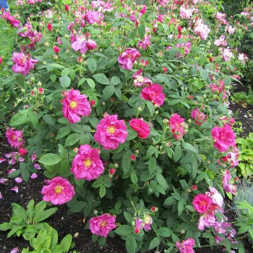 Rosa Gallica Officianalis - Future Forests