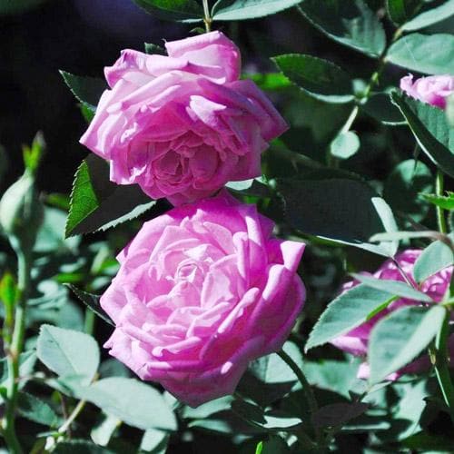 Rosa Hermosa - Future Forests
