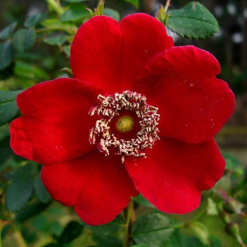 Rosa moyesii Geranium - Future Forests