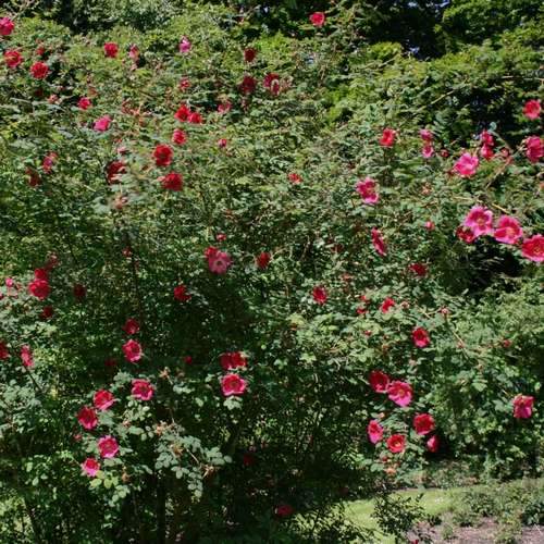 Rosa moyesii Geranium - Future Forests