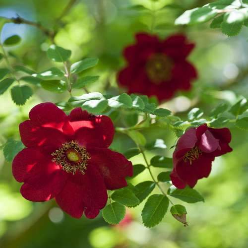 Rosa moyesii Geranium - Future Forests