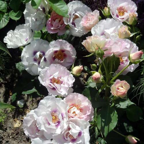 Rosa persica Eyes For You - Future Forests