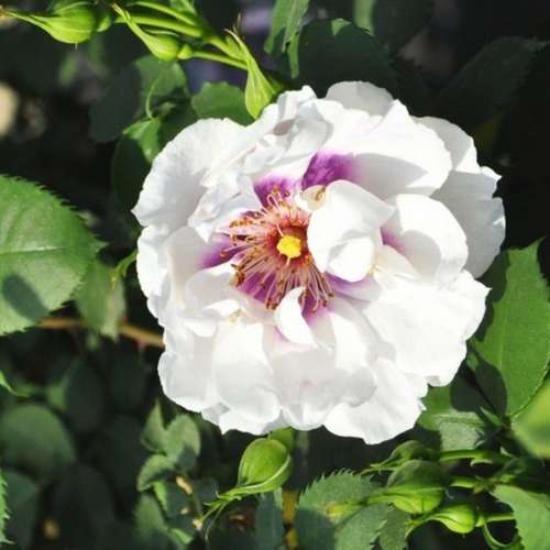 Rosa persica Eyes For You - Future Forests