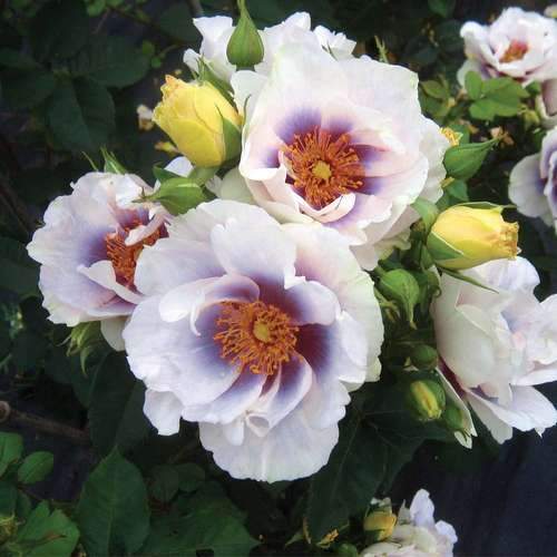 Rosa persica Eyes For You - Future Forests