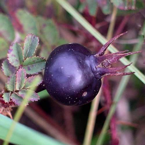 Rosa pimpinellifolia - Wild Rose