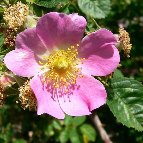Rosa rubiginosa - Future Forests