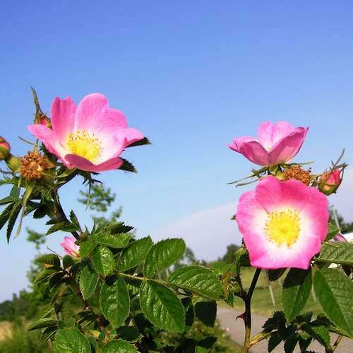 Rosa rubiginosa - Future Forests