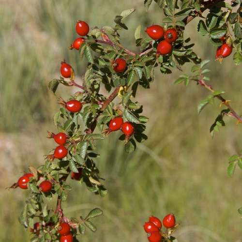 Rosa rubiginosa - Future Forests