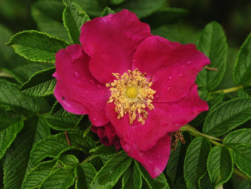 Rosa rugosa typica