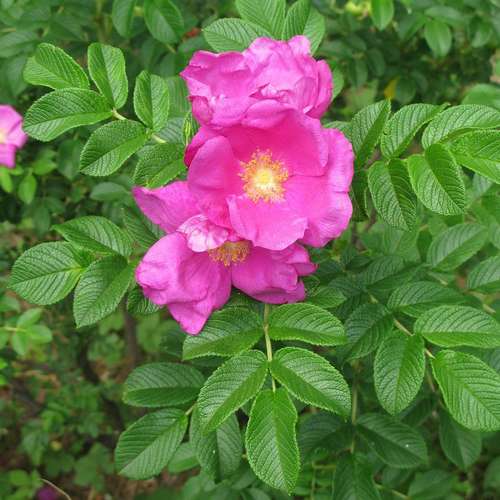 Rosa rugosa - Future Forests
