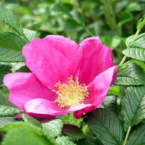 Rosa rugosa - Future Forests