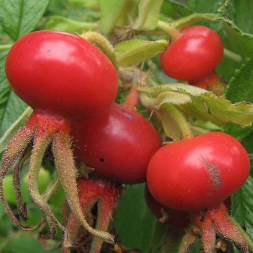 Rosa rugosa - Future Forests