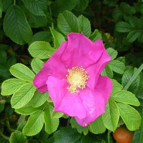 Rosa rugosa Rubra - Future Forests